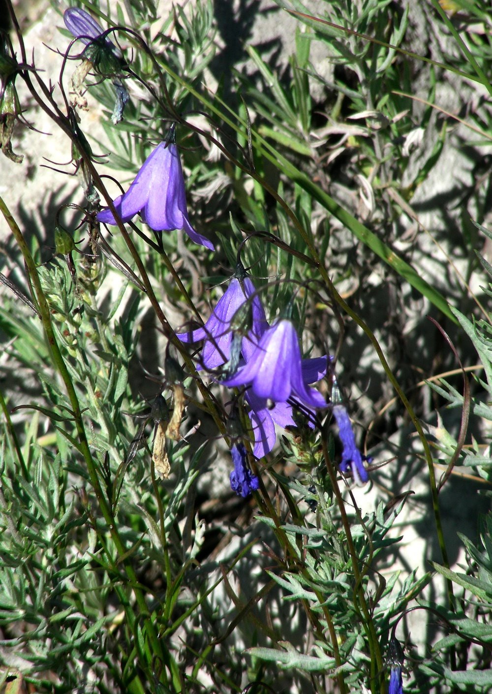 [sandia+harebells.jpg]