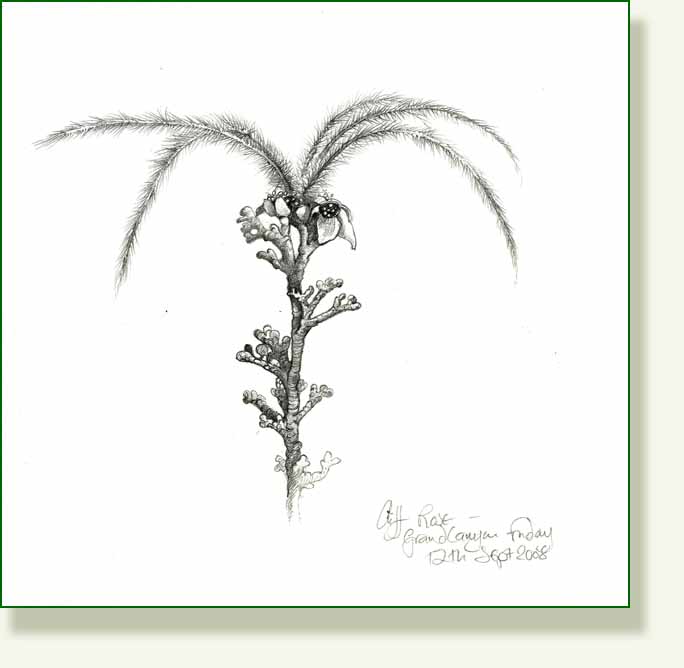 [cliffrose.jpg]