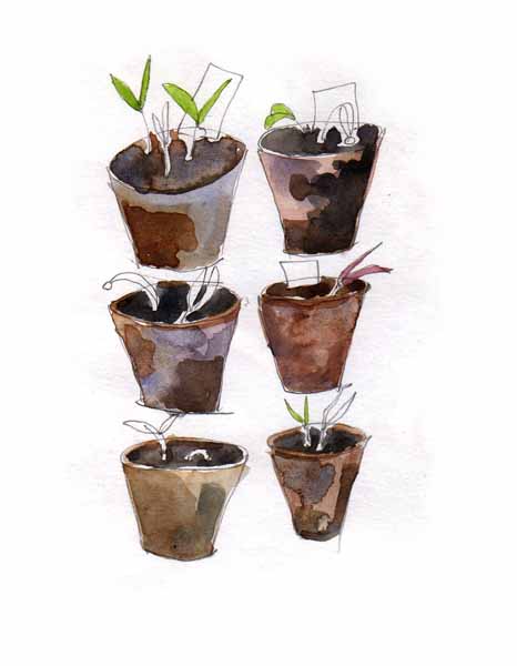 [seedlings1.jpg]