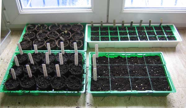 [seed+trays.jpg]