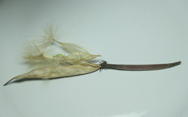 [des+rose+seedpod.jpg]