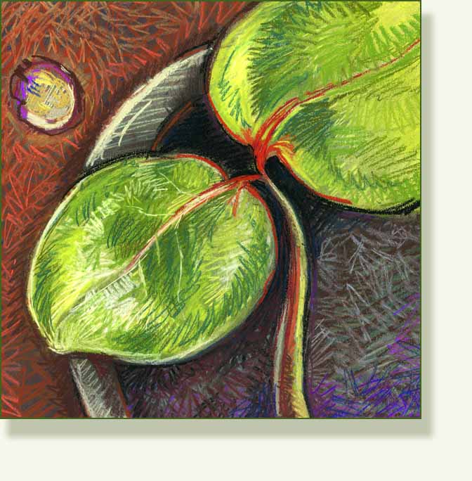 [gout+plant+seedling.jpg]