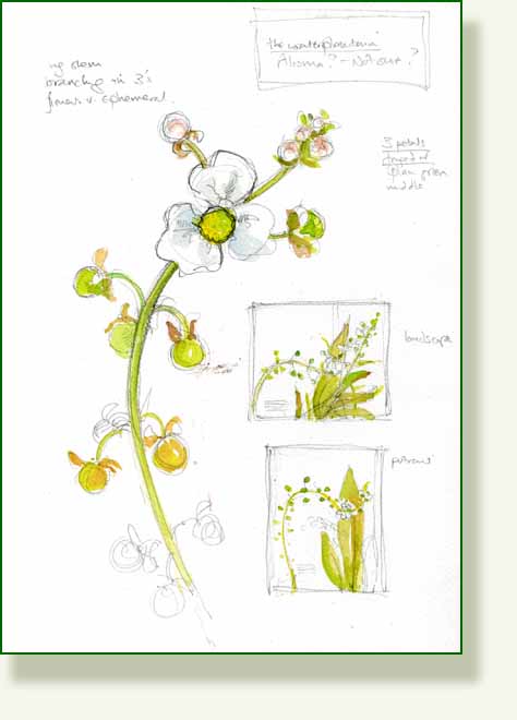 [plant+1.jpg]