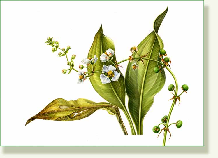 [plantain+final.jpg]