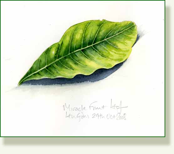 [miracle+fruit+leaf.jpg]