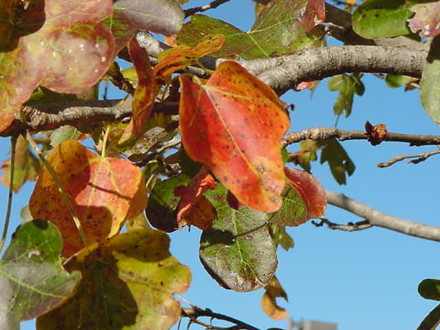 [sweetgumleaf.jpg]