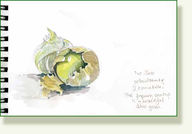 [tomatillo.jpg]
