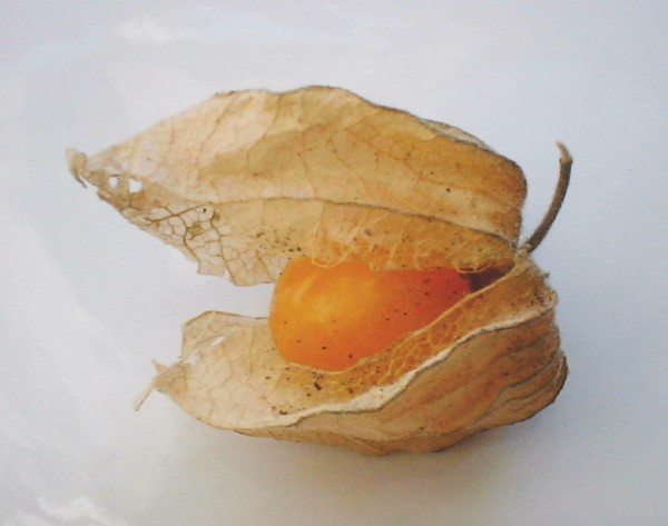 [Physalis.jpg]