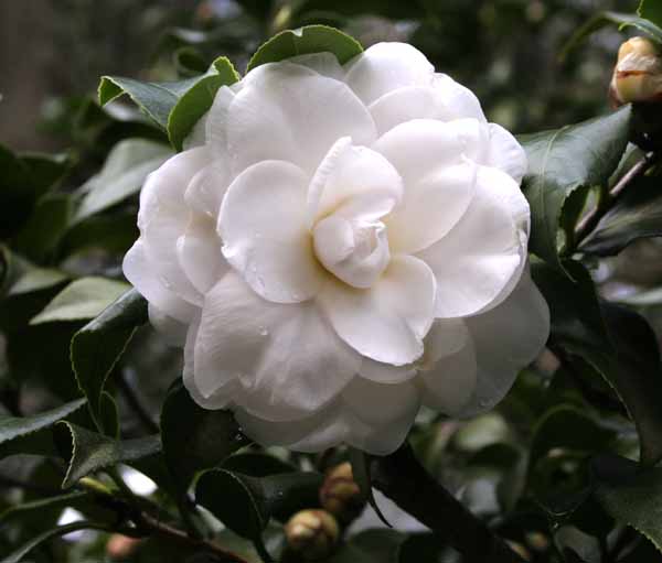 [+camellia.jpg]
