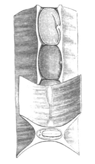 [Sesbania_punicea_pod_Taub117b.png]