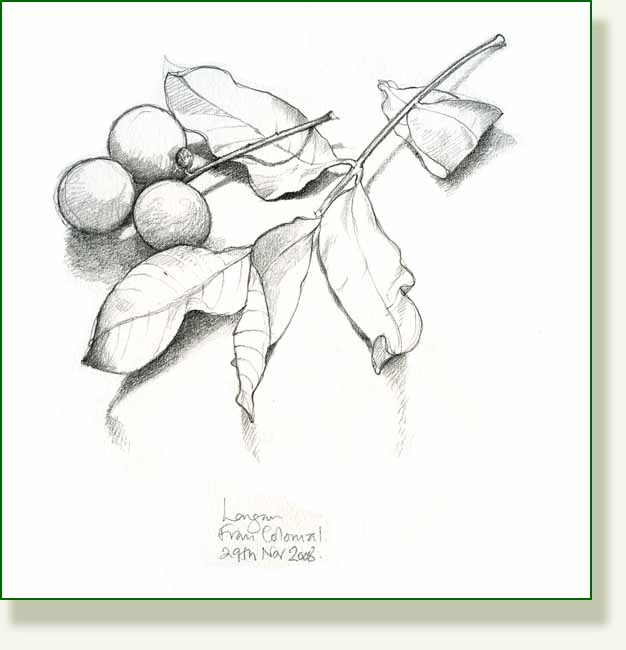 [longan+sprig.jpg]