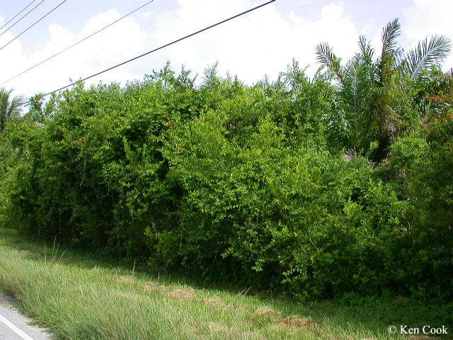 [wild+lime+hedge.jpg]