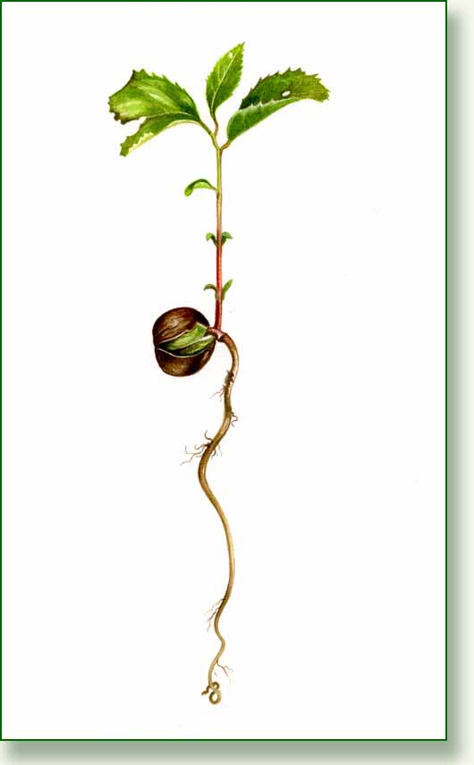[tea+seedling.jpg]