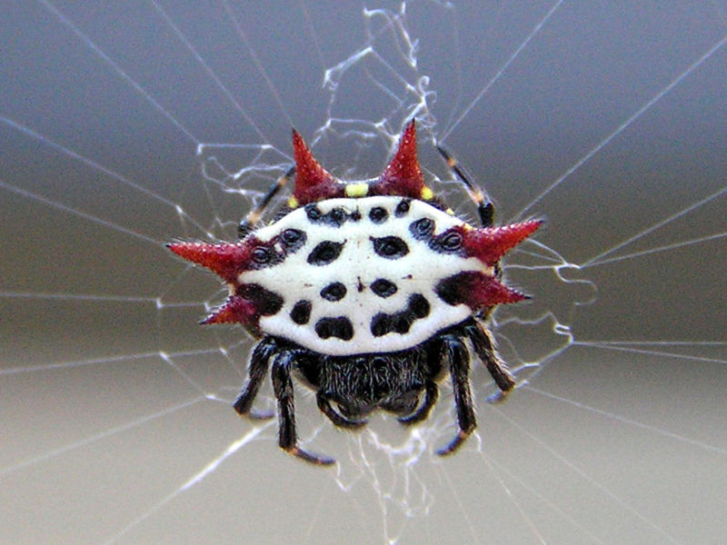 [800px-Gasteracantha_cancriformis_2.jpg]