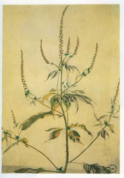 [burchfield+wild+flower+study+1911c.jpg]