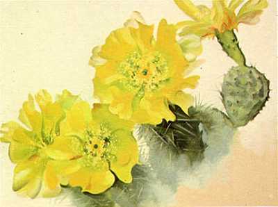 [Yellow%20Cactus.jpg]