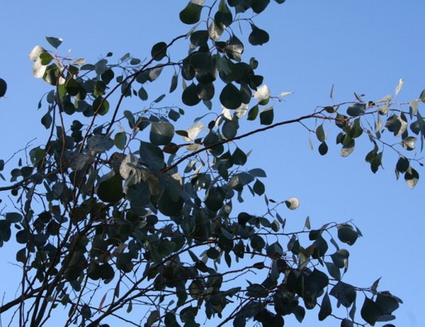 [eucalypt+crop.jpg]