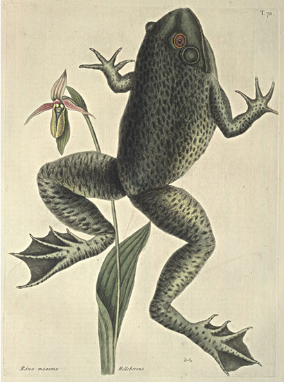 [bullfrog.png]