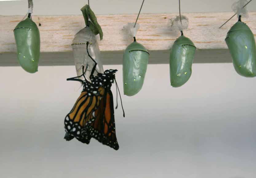[monarch.jpg]
