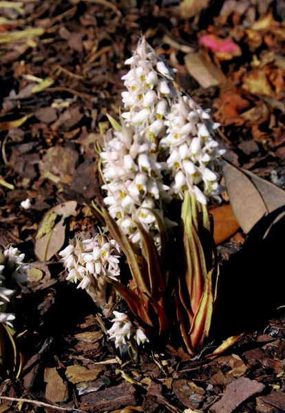 [orchid.jpg]