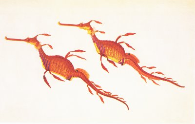 [Phyllopteryx_taeniolatus_Bauer.jpg]
