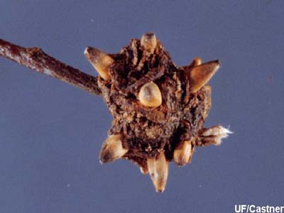[horned+gall.jpg]