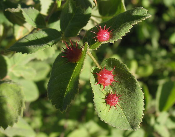 [spiny+leaf.jpg]