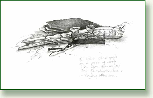 [2+little+wasp+galls.jpg]