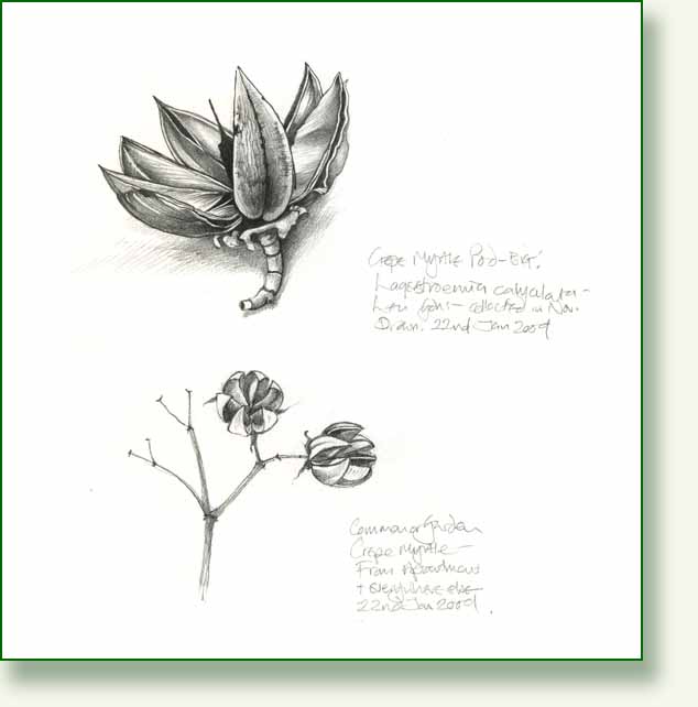 [crepe+myrtle+pods.jpg]