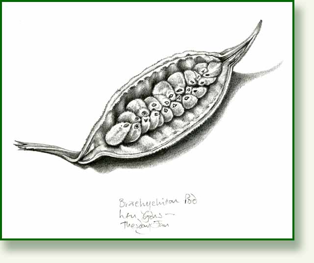 [brachychiton+pod.jpg]