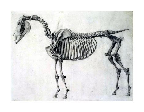 [skeleton.jpg]