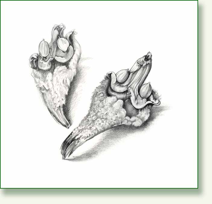 [cycad+seeds.jpg]
