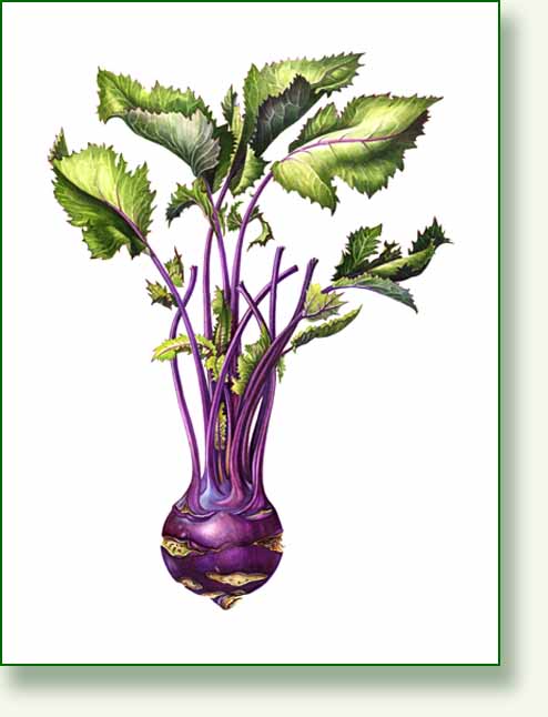 [kohlrabi.jpg]