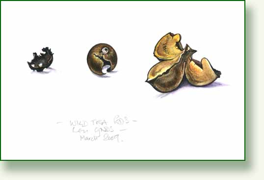 [monkey+tea+pods.jpg]