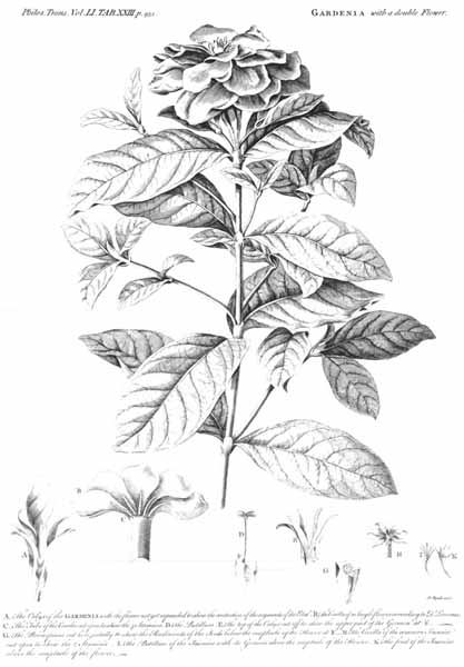 [gardenia.jpg]