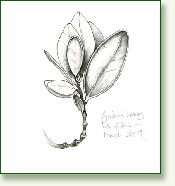[gardenia+leaves.jpg]