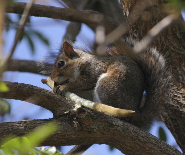 [squirrel.jpg]