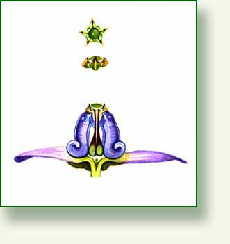 [crown+crown.jpg]