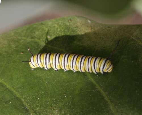 [caterpillar.jpg]