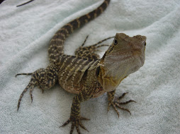 Fred, my lizard friend