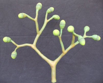 3d model photos Cooksonia