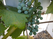 My Zinfandel Grapes