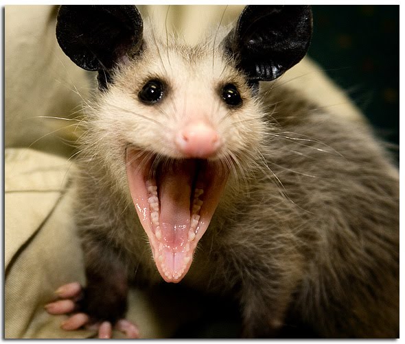 https://1.bp.blogspot.com/_j4_6atj5KhY/TPpZXlyWQMI/AAAAAAAABfo/LPSqBdGmHOw/s1600/possum.bmp