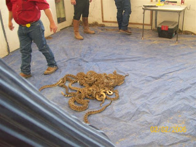 Kathie's Kabin: Rattlesnake Roundup in Freer, Texas
