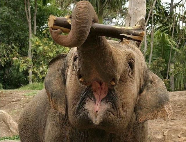 MY FUNNY BLOG: Animals with the mouth wide open