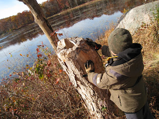 beaver activity at beaver dam pond in Kinnelon, NJ
