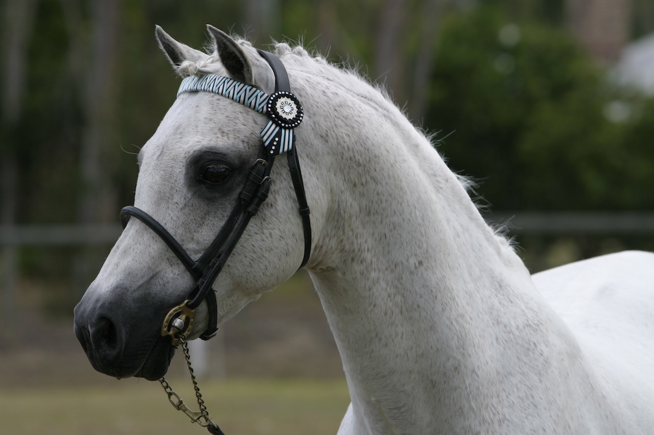 Queensland Welsh Pony & Cob Enthusiasts