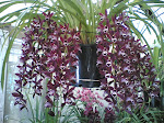 Cymbidium