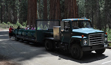 No 34 Mariposa Grove Tram