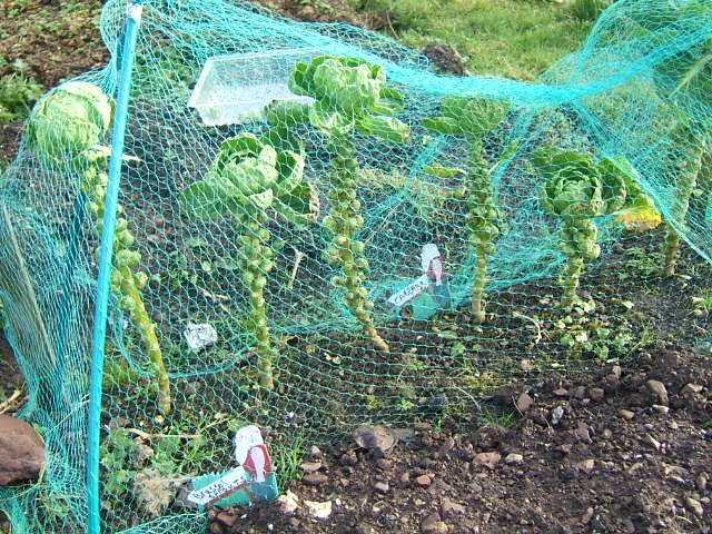 [allotment+003.JPG]